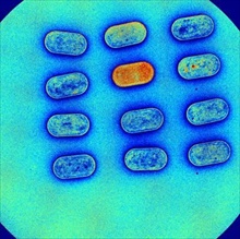 multispectral imaging from Videometer